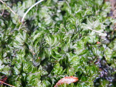 Hymenophyllum wilsonii