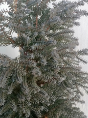 Chenolea diffusa