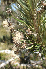 Olearia pinifolia