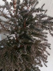 Chenolea diffusa