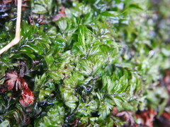 Hymenophyllum wilsonii