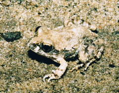 Tomopterna tuberculosa