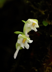 Utricularia jamesoniana