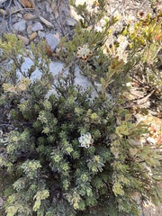 Leucadendron nitidum