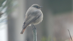 Phoenicurus ochruros