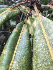 Polyrhachis australis