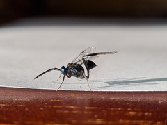 Evania appendigaster