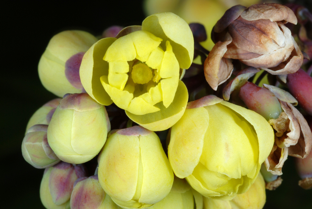 Leatherleaf mahonia (Berberis bealei)