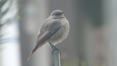 Phoenicurus ochruros