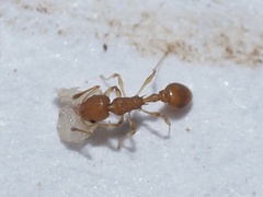 Cardiocondyla wroughtonii