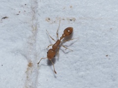 Cardiocondyla wroughtonii