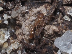 Cardiocondyla wroughtonii