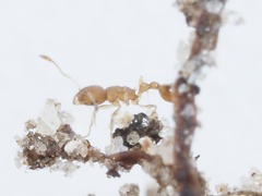 Cardiocondyla wroughtonii