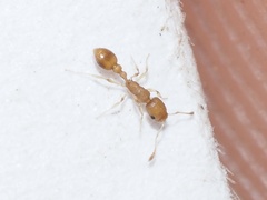 Cardiocondyla wroughtonii