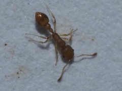Cardiocondyla wroughtonii