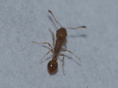 Cardiocondyla wroughtonii