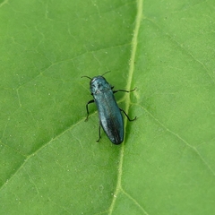Agrilus cyanescens