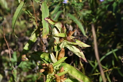 Gentiana alba