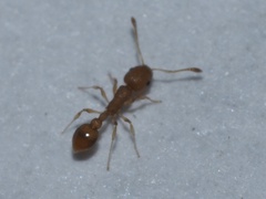 Cardiocondyla wroughtonii