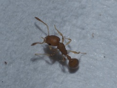 Cardiocondyla wroughtonii