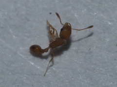 Cardiocondyla wroughtonii
