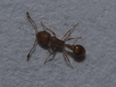 Cardiocondyla wroughtonii