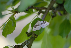 Xanthorhoe montanata