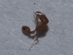 Cardiocondyla wroughtonii