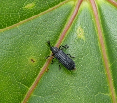 Anisostena nigrita