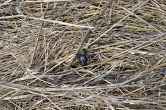 Meloe proscarabaeus