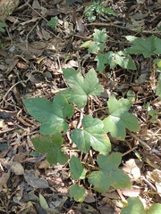 Rubus reflexus