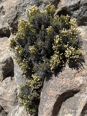 Dolichothrix ericoides