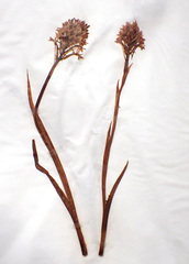 Anacamptis pyramidalis