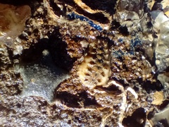 Acanthochitona crinita