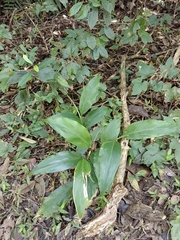 Alpinia intermedia