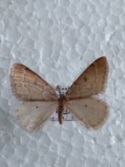 Theria rupicapraria
