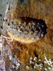 Acanthochitona crinita