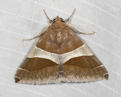 Dysgonia constricta