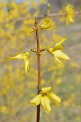 Forsythia × intermedia