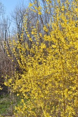 Forsythia × intermedia