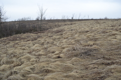 Stipa tirsa