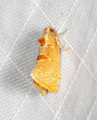 Glyphidoptera insignana