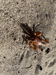 Cratomelus armatus