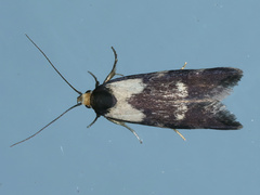 Palimmeces leucopelta