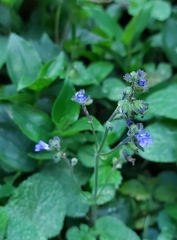 Salvia palifolia