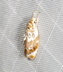 Piloprepes gelidella