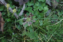 Chaerophyllum eriopodum