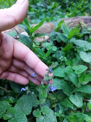 Salvia palifolia