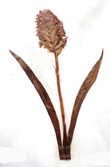 Anacamptis pyramidalis