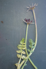 Chaerophyllum eriopodum